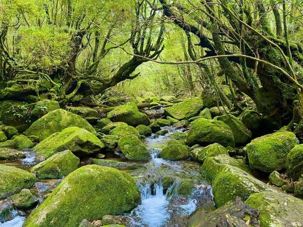■≪楽々!”頑張らない屋久島”苔むす渓谷のお散歩ツアー付き!(午後)≫年齢制限なし!頑張らなくても苔むす岩と渓流に出会える!カメラマンが秘密のスポットへご案内☆航空機+高速船利用 屋久島 3泊4日2